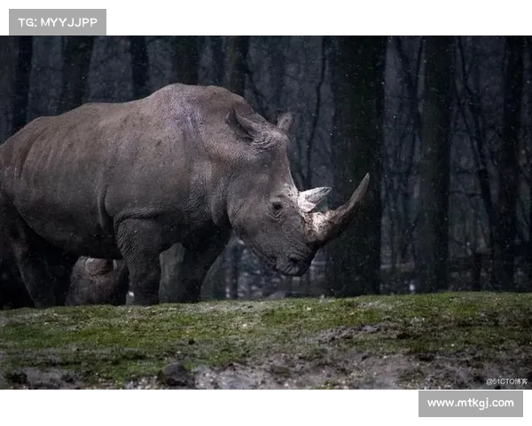 法甲冠军标志的演变与文化象征探索：从起源到现代的历史印记